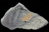 Ordovician Soft-Bodied Fossil (Duslia?) - Morocco #80259-1